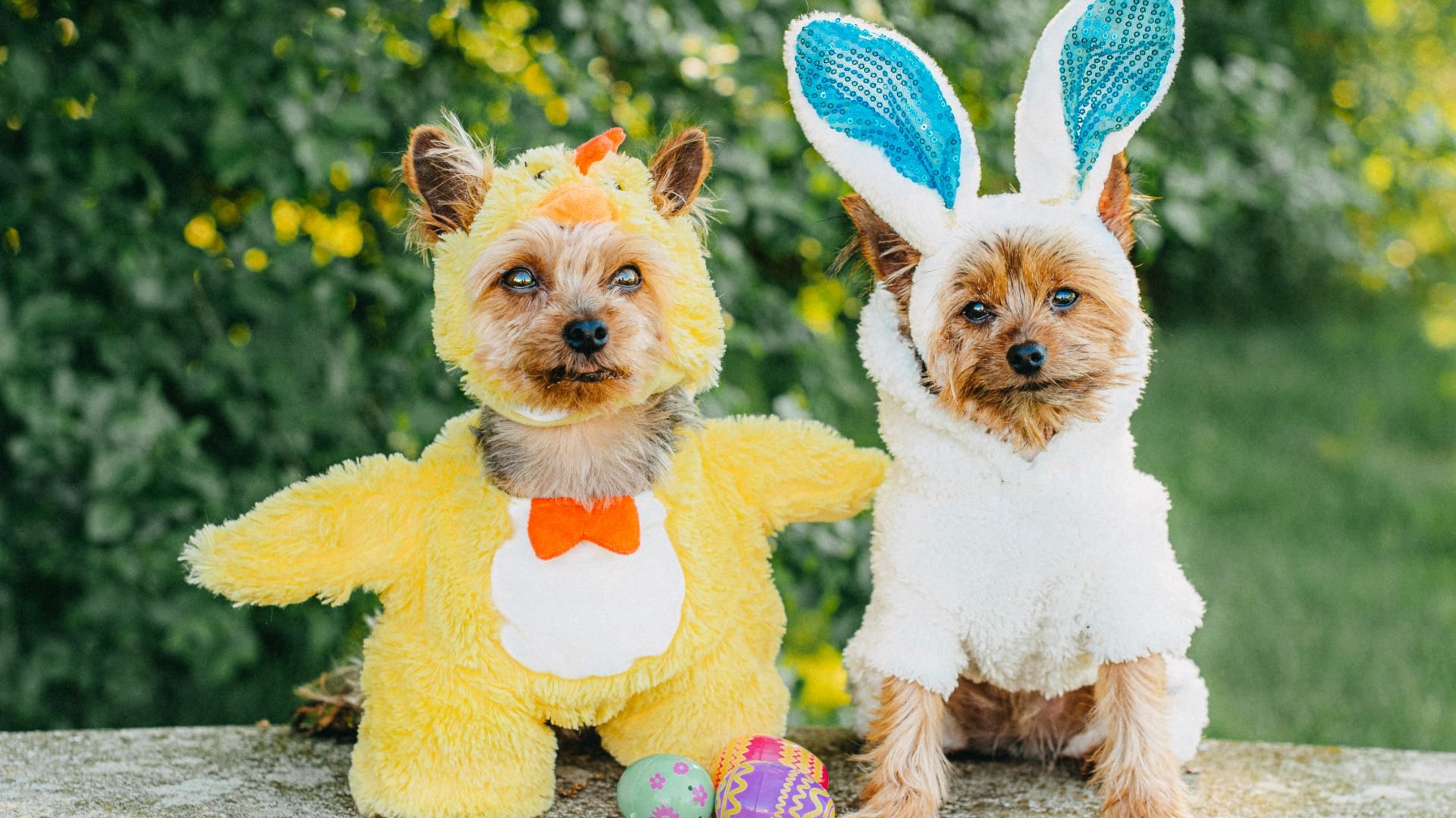 Two dogs in Easter costumes