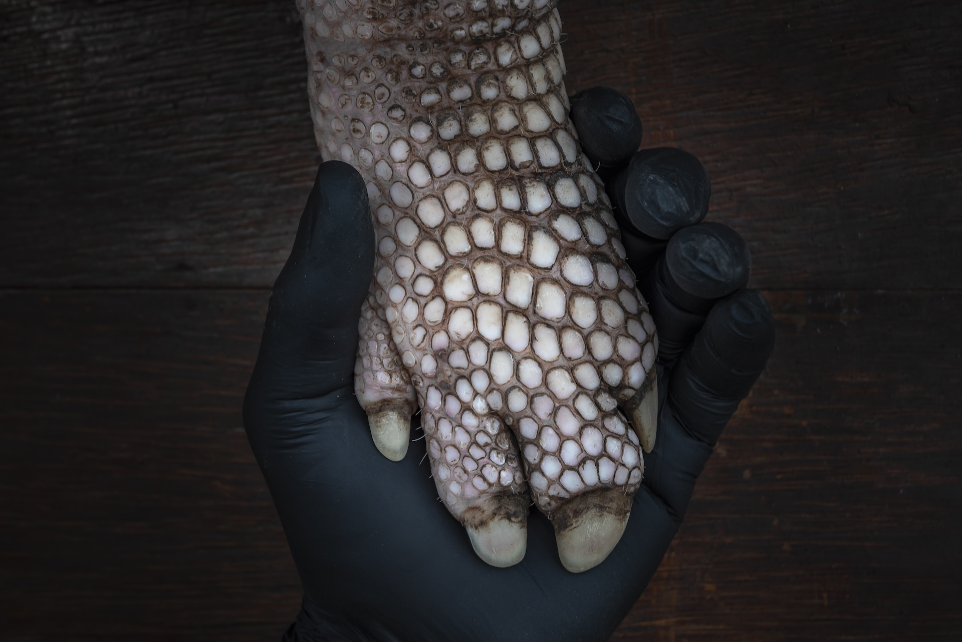 a man holds an armadillo's foot
