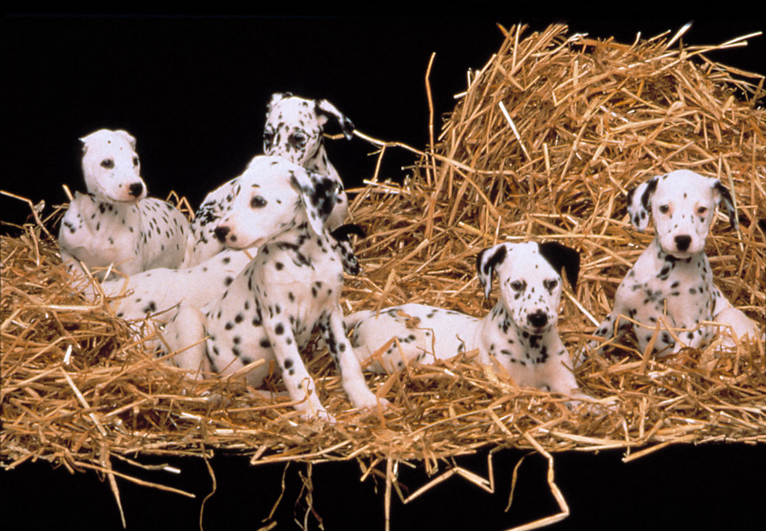 Five dalmatian puppies lie and sit together on a bed of straw against a black background, their spotted coats clearly visible.
