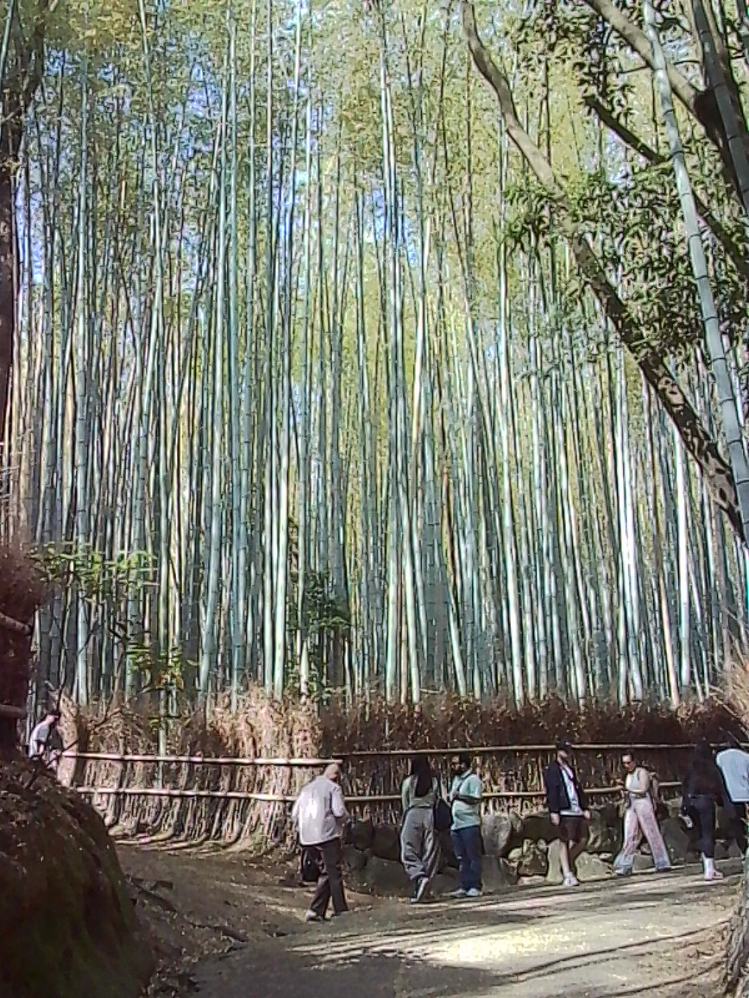 Bamboo grove in Japan with visitors walking among tall green bamboo stalks.