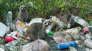Pygmy Raccoon (Procyon pygmaeus) Critically endangered, Cozumel Island, Mexico, Foraging in garbage