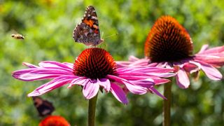 painted lady butterfly on echinacea flower