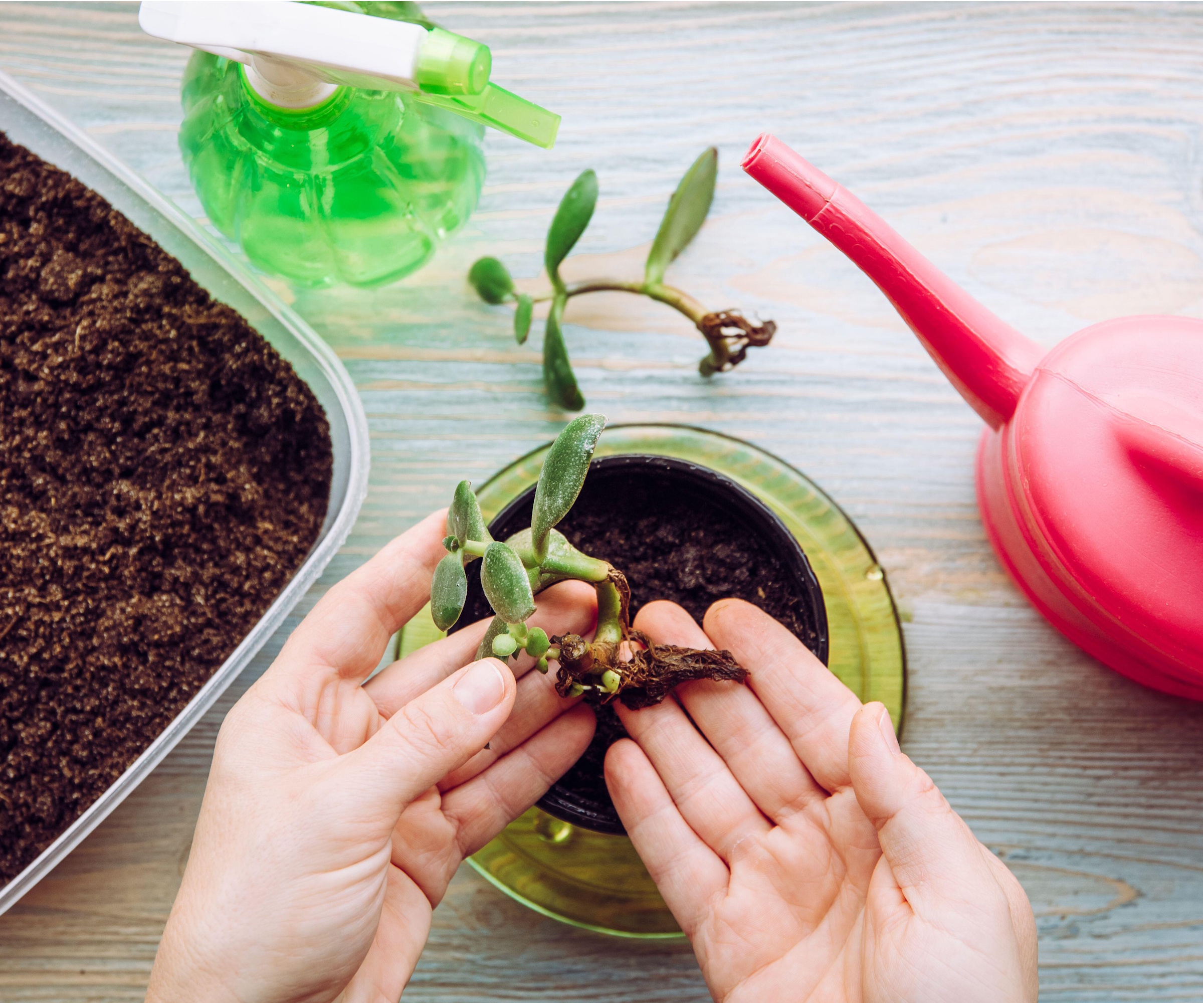 Growing houseplants propagation