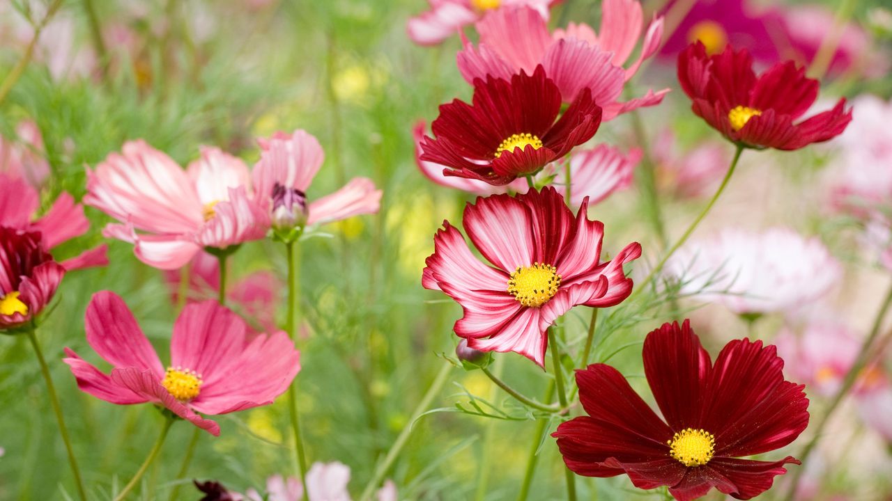 Cosmos Velouette flowering In summer display