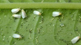 Seven Whiteflies up close on a leaf