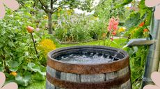 a picture of a wooden barrel collecting rainwater in a flourishing garden to demonstrate rainwater harvesting