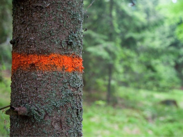 Meanings Behind Tree Markings What Paint On Trees Means Gardening