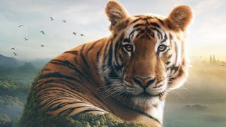 A picture of a tiger looking into the camera for BBC One&#039;s Asia. 