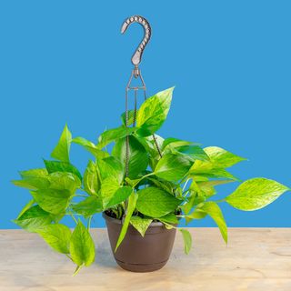 Jessenia Pothos | Medium