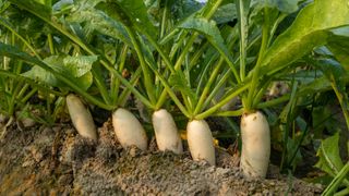 Row of white radishes planted