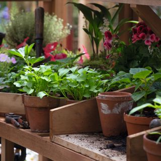 Potted plants on garden shelves