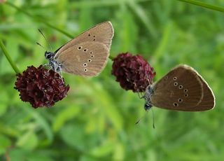 endangered european butterflies, butterfly conservation europe, butterfly news, how to save europe butterflies