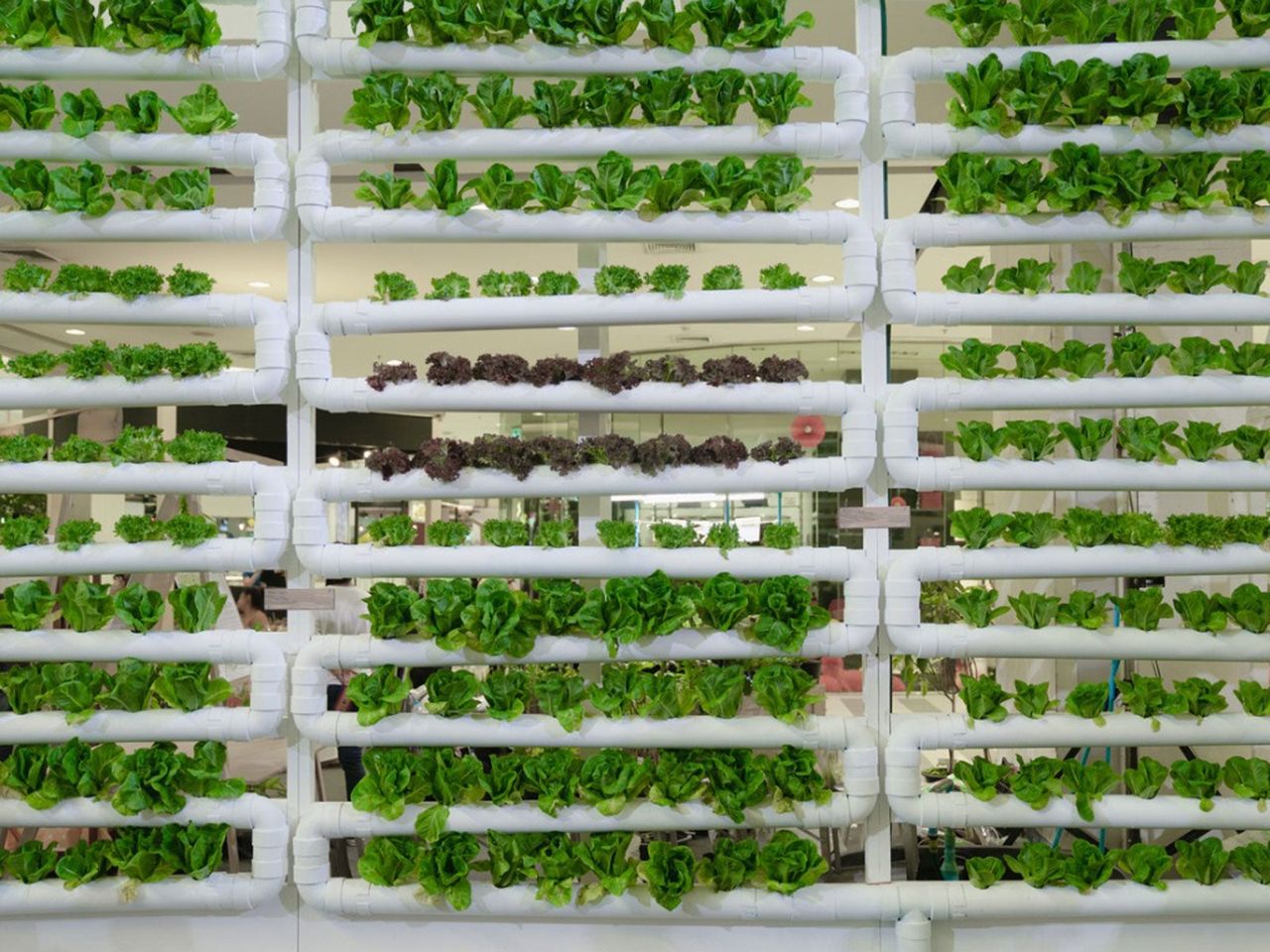 Indoor Vertical PVC Pipe Farm Full Of Plants