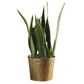 A snake plant in a textured gold planter