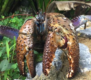 My, what large claws you have! The coconut crab (Birgus latro) has the strongest pinch per body mass of any animal, new research finds.