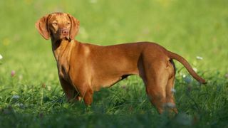 Hungarian vizsla