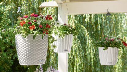 hanging basket ideas: lechuza containers