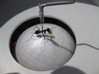 Desert ants walk on treadmills to help scientists understand homing behavior.