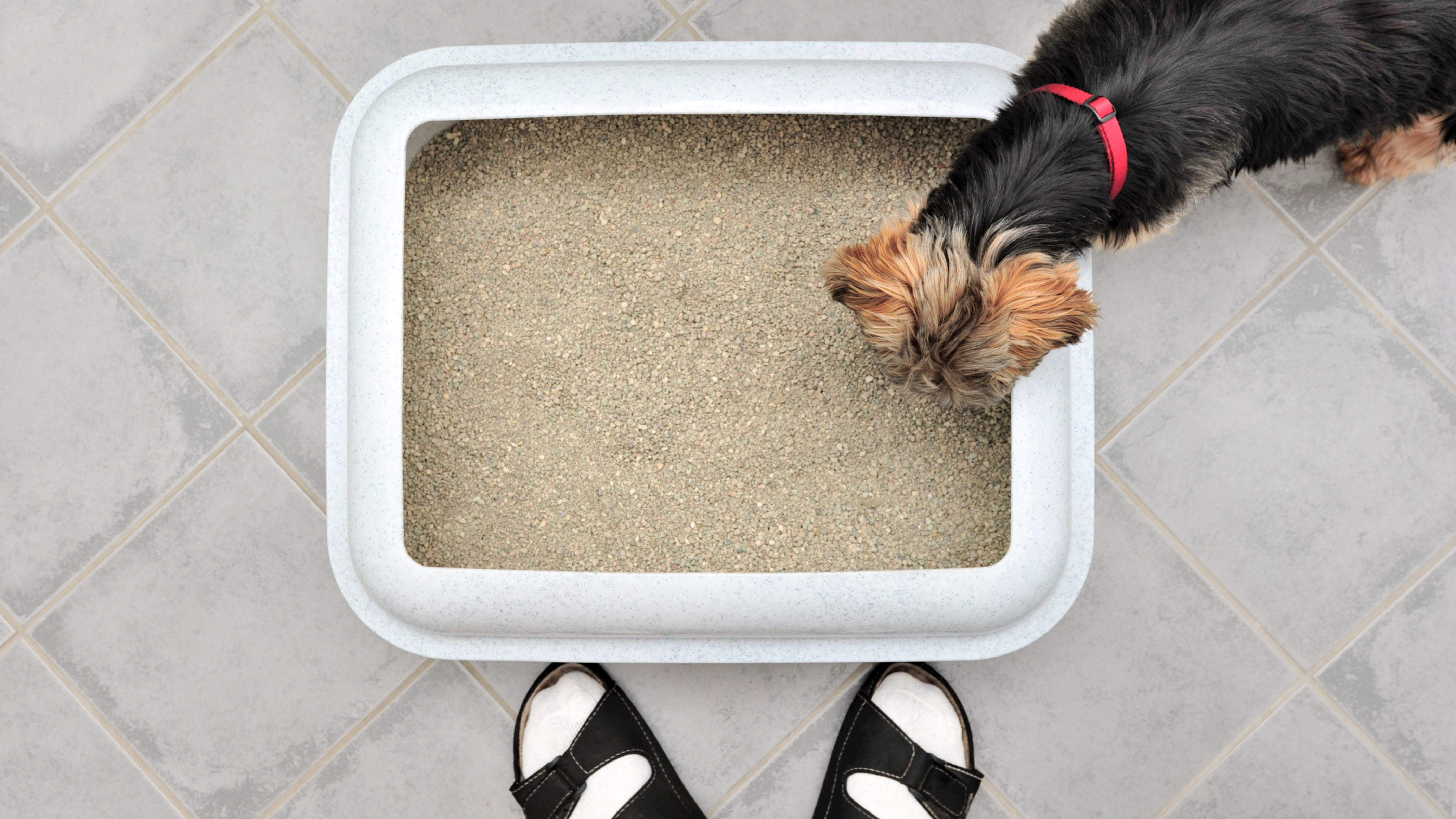 Dog sniffing cat litter box
