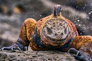 Close-up of a marine iguana on a rocky surface, droplets of water splashing around its textured, colorful skin