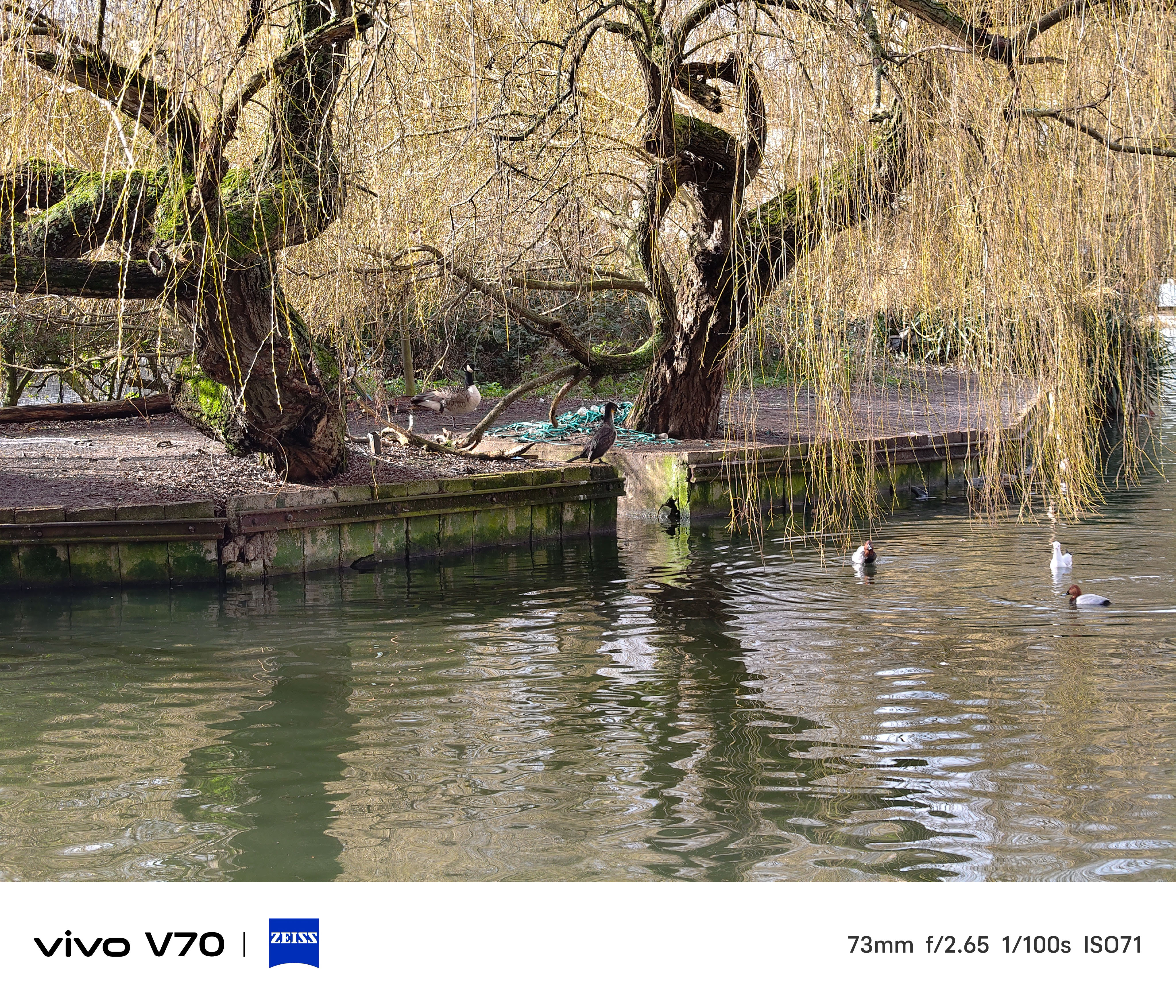 Telephoto view of cormorant perched on canal edge with Canada goose in background.