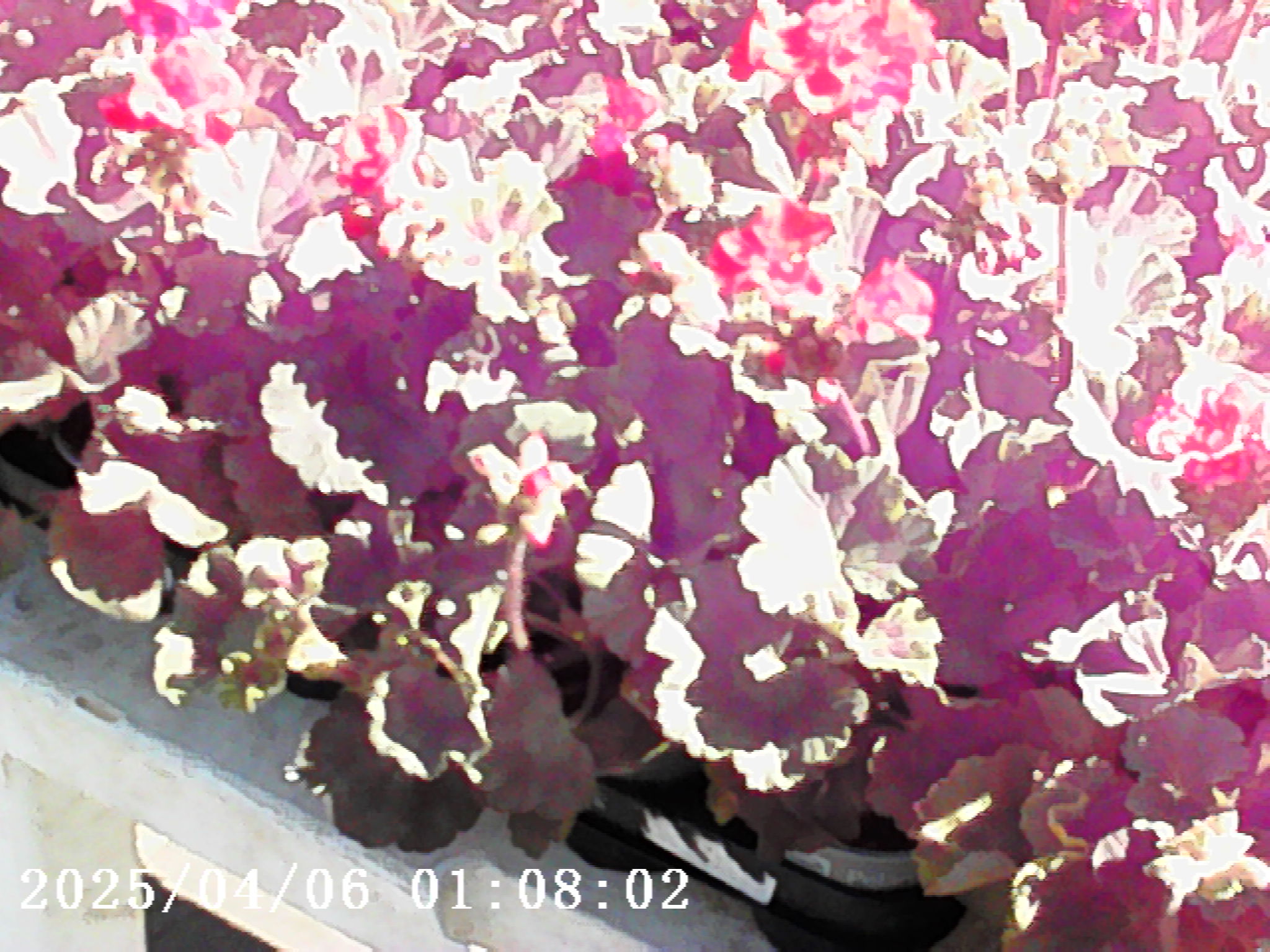 Photo Creator Mini Cam sample image