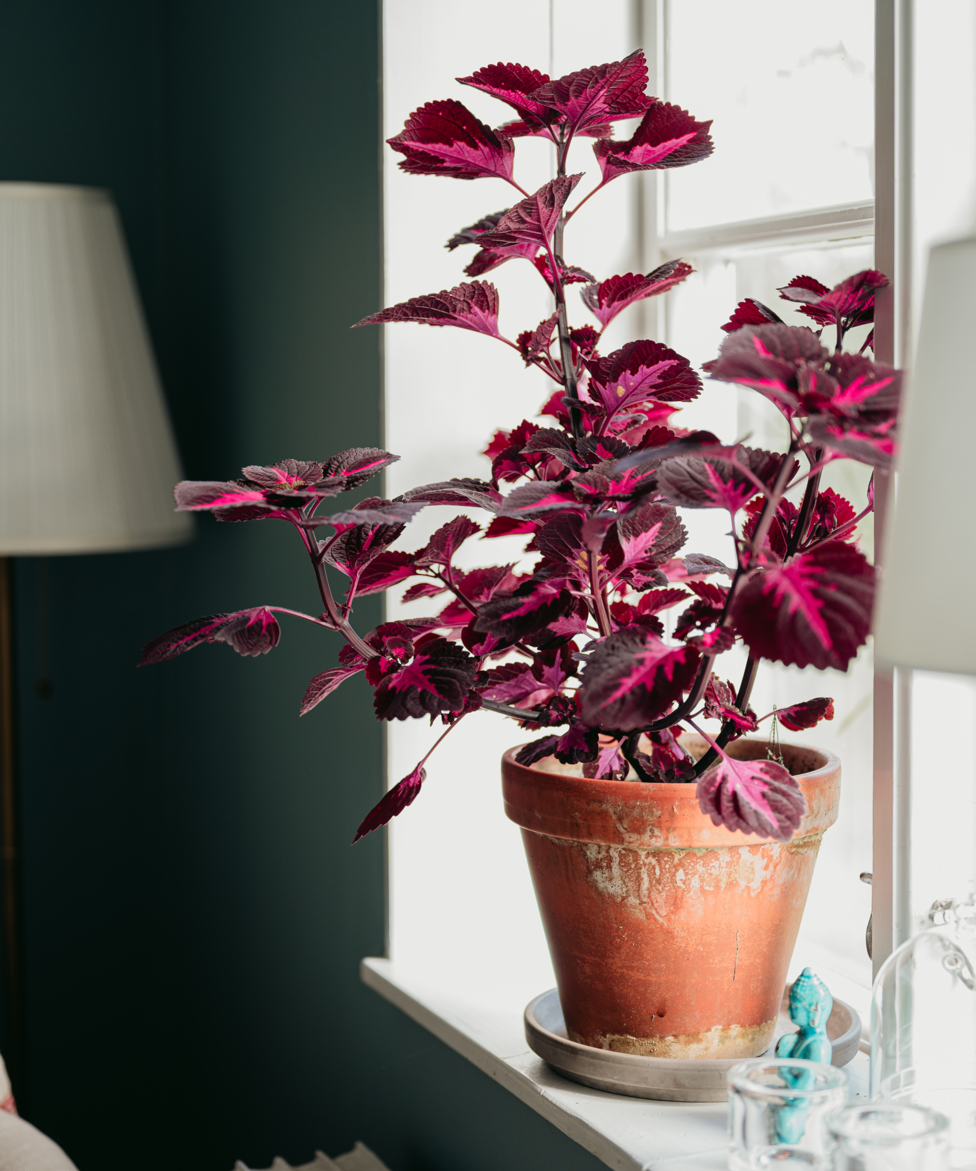 Coleus inside on windowsill