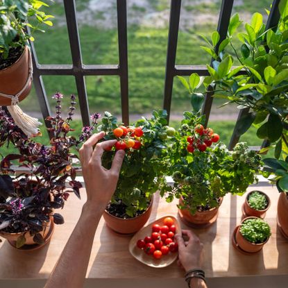 Hands harvesting tomatoes from a tiny container garden on a balcony