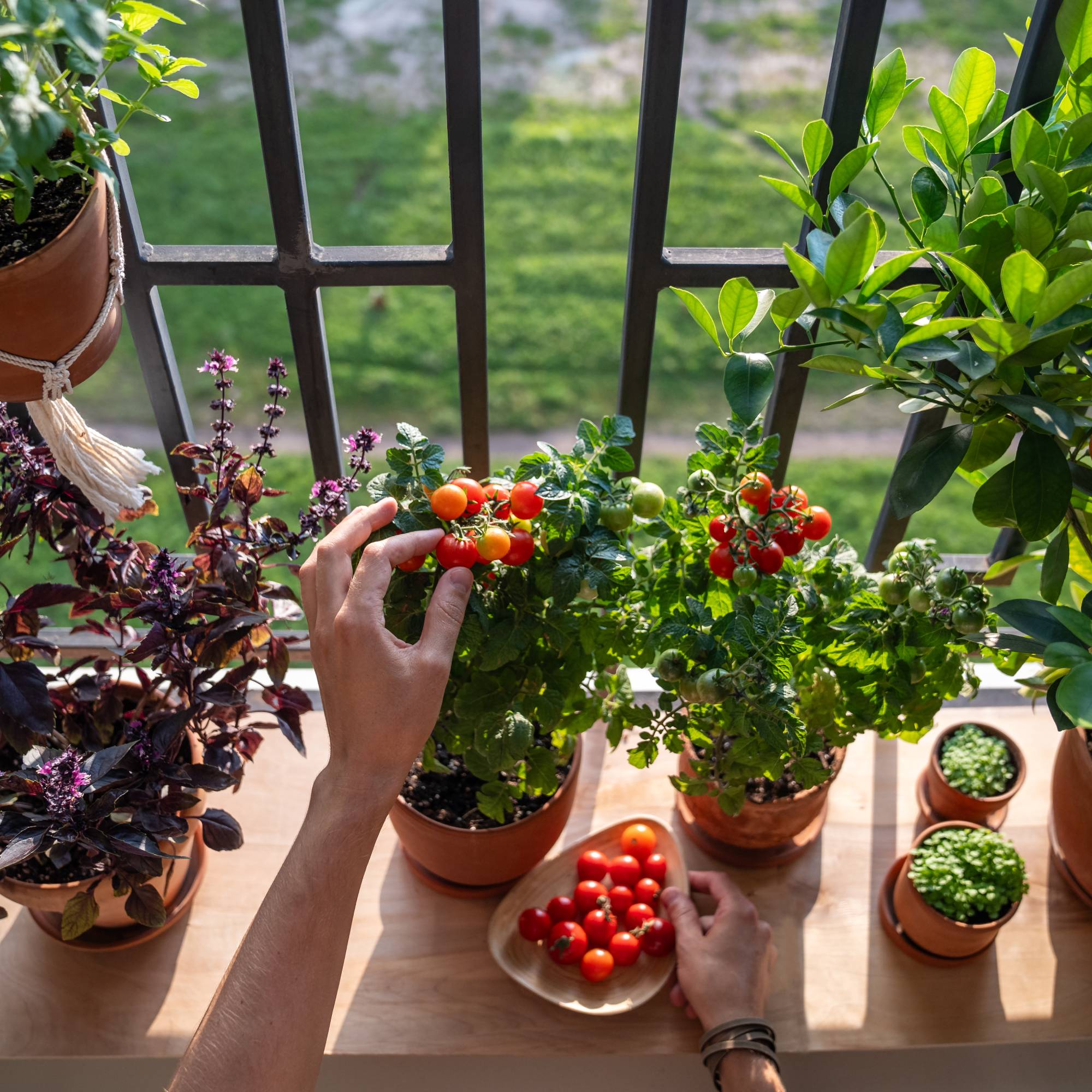 Hands harvesting tomatoes from a tiny container garden on a balcony