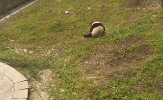 Panda Rolling Around