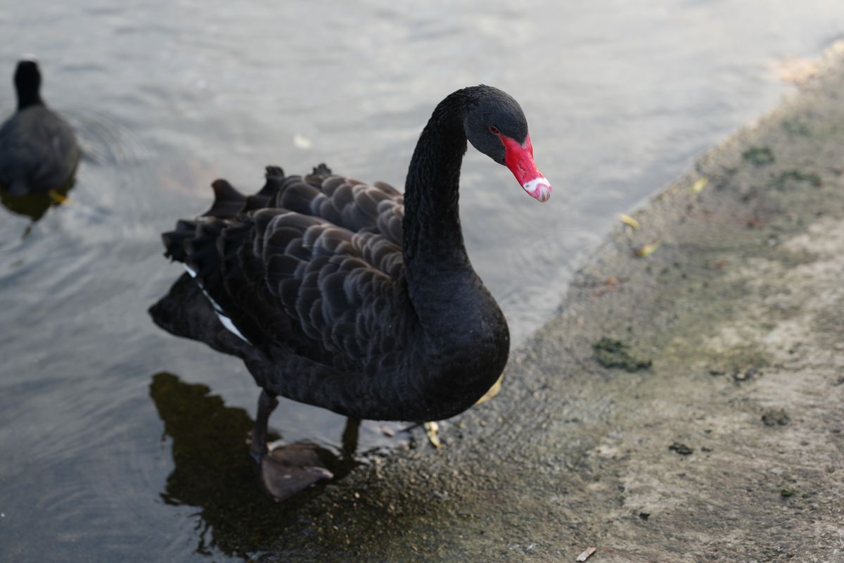 A black swan walking out of a lake onto a bank