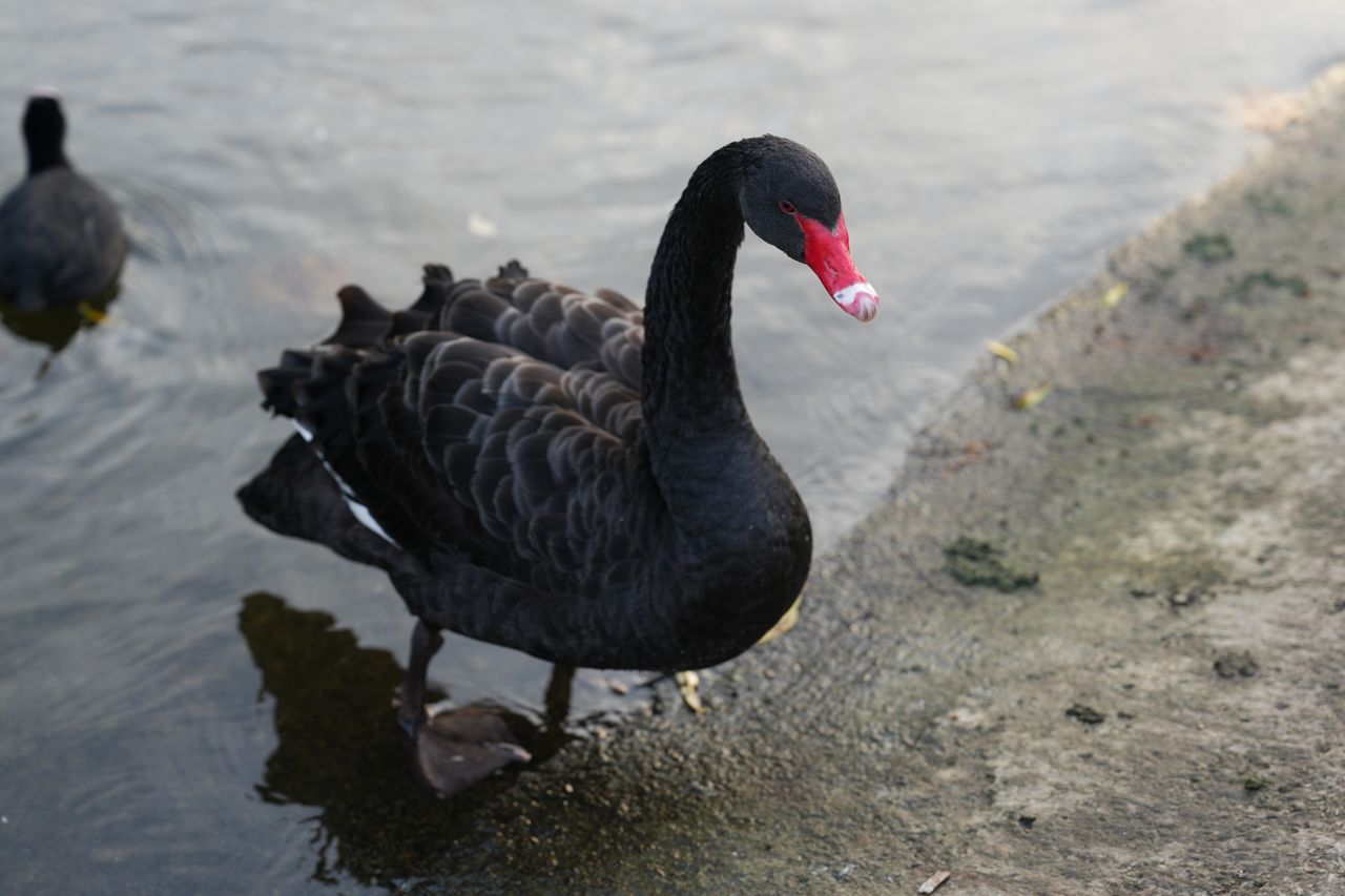A black swan walking out of a lake onto a bank