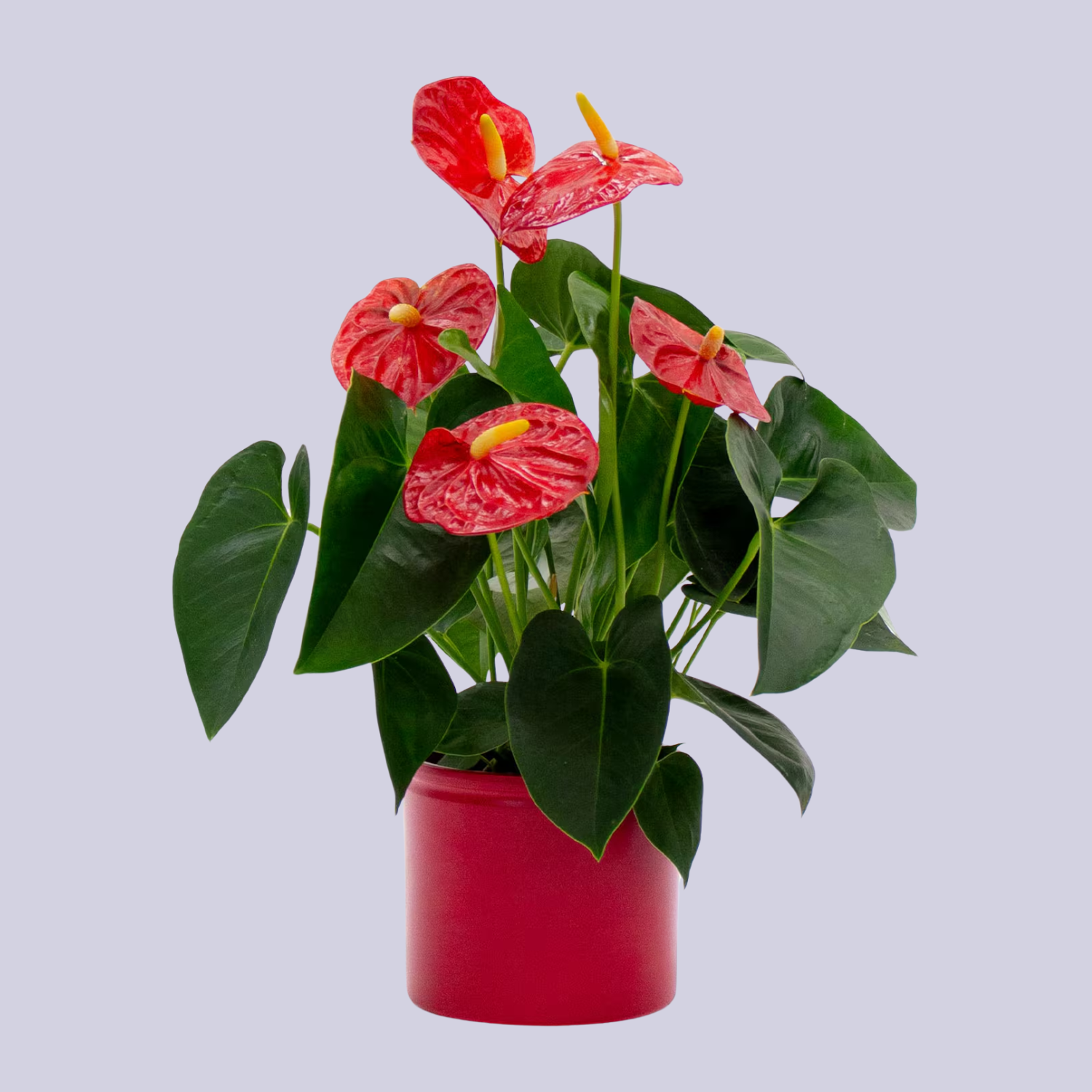 A red anthurium in a red pot