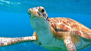 Turtle swimming underwater - showing no external ear openings