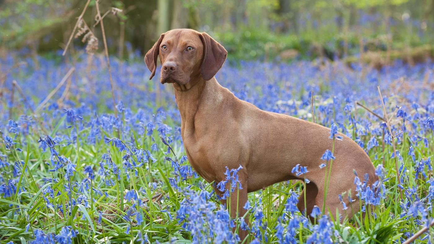 Hungarian Vizsla standing among bluebells