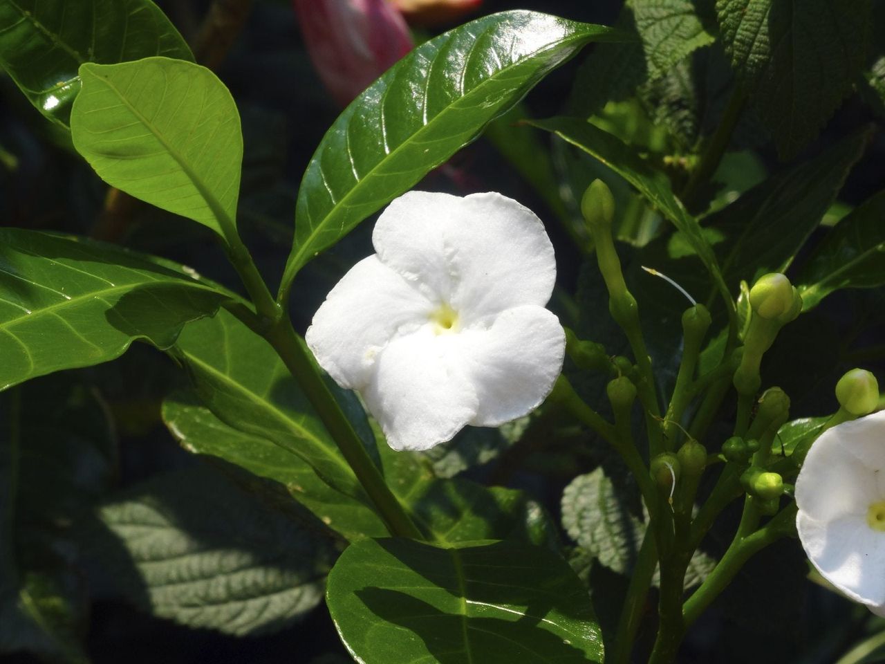 White Flower On Crepe Jasmine Plant