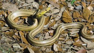 Yellow rat snakes are the most common rat snake in Florida.
