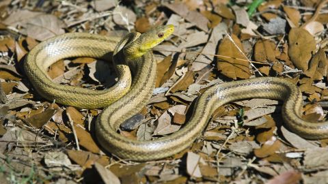 Rat Snake Facts 