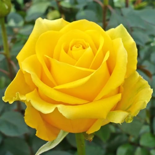Rose Plant Live, Rose Bush Live Plant, Fragrant Flowers Ready to Plant, 5-9 Inch Height, Well-Rooted, No Pot (yellow Rose)
