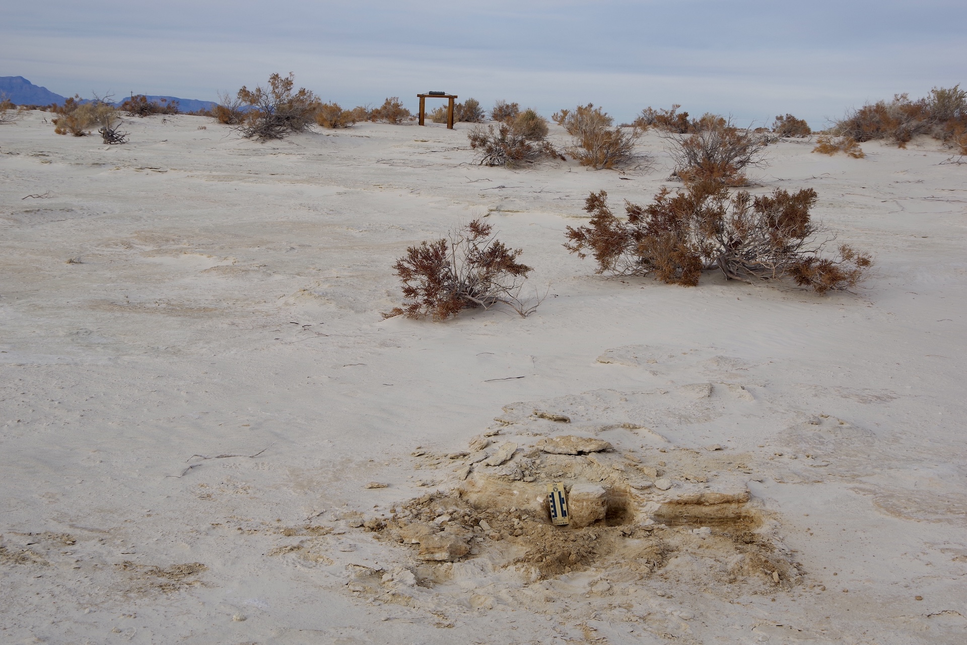 a photo of a sandy area with scrubby vegetation