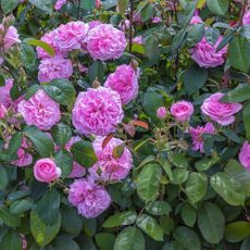 Rose 'Gertrude Jekyll' growing in garden