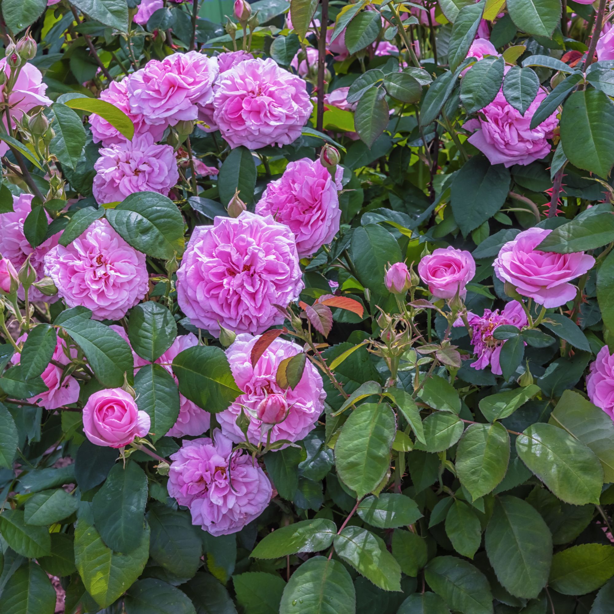 Rose 'Gertrude Jekyll' growing in garden