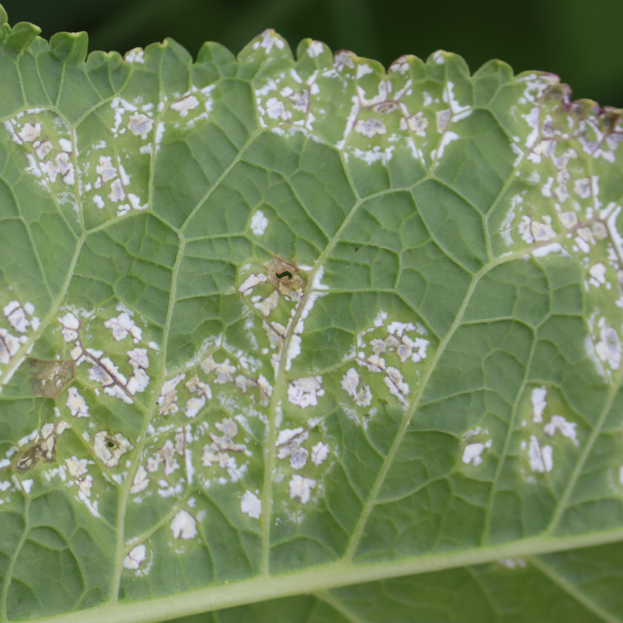white rust on a leaf - kazakovmaksim - GettyImages-2166637073