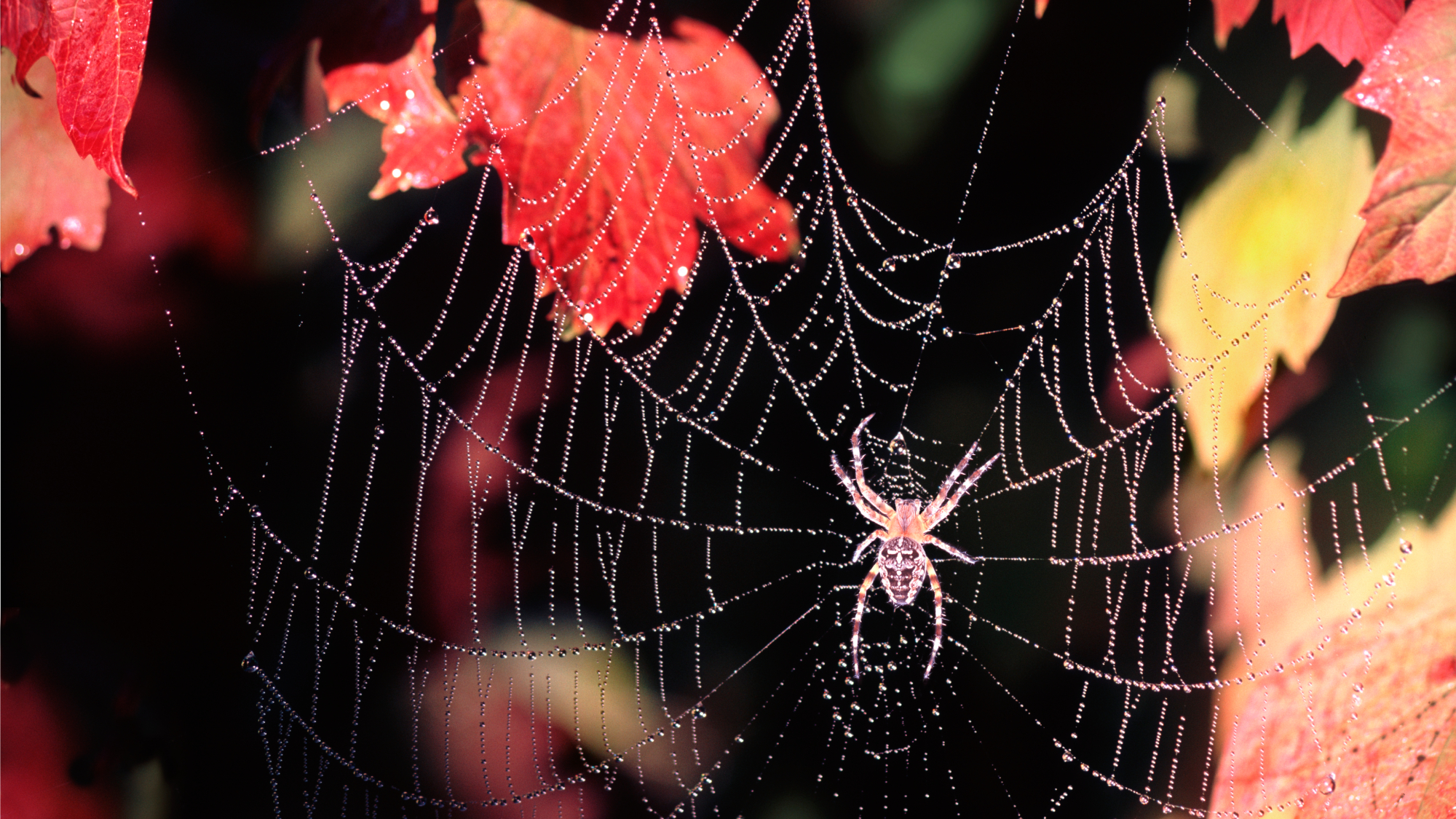 Spider on web in fall 