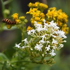 ragwort with a cinnabar caterpillar - Christine Rose Photography - GettyImages-1594113534