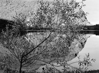 ﻿’Holsvatnet willow IV’ by Stuart Franklin 2010. A black and white image of a lake with trees and a mountain behind it.