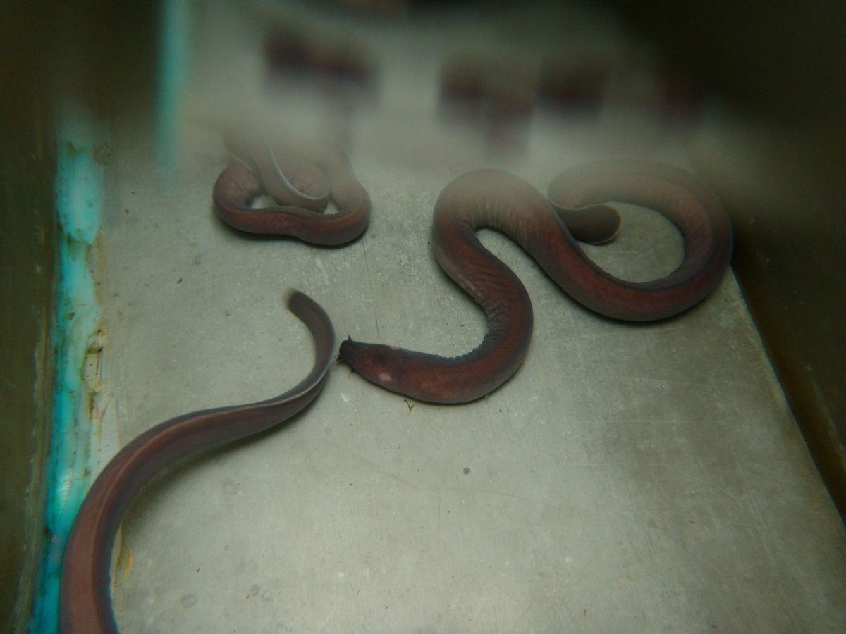 Hagfish in tank