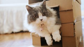 Black and white Munchkin cat