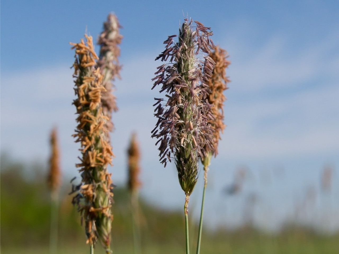 Several heads of Timothy grass that have gone to seed