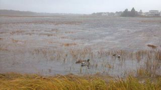 As Hurricane Sandy approaches landfall, these mallards are seeking refuge on the already flooded marshes in Rachel Carson National Wildlife Refuge in Wells, Maine, on Oct. 29, 2012.